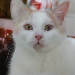 This Cat Does Not Exist