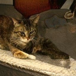 This Cat Does Not Exist